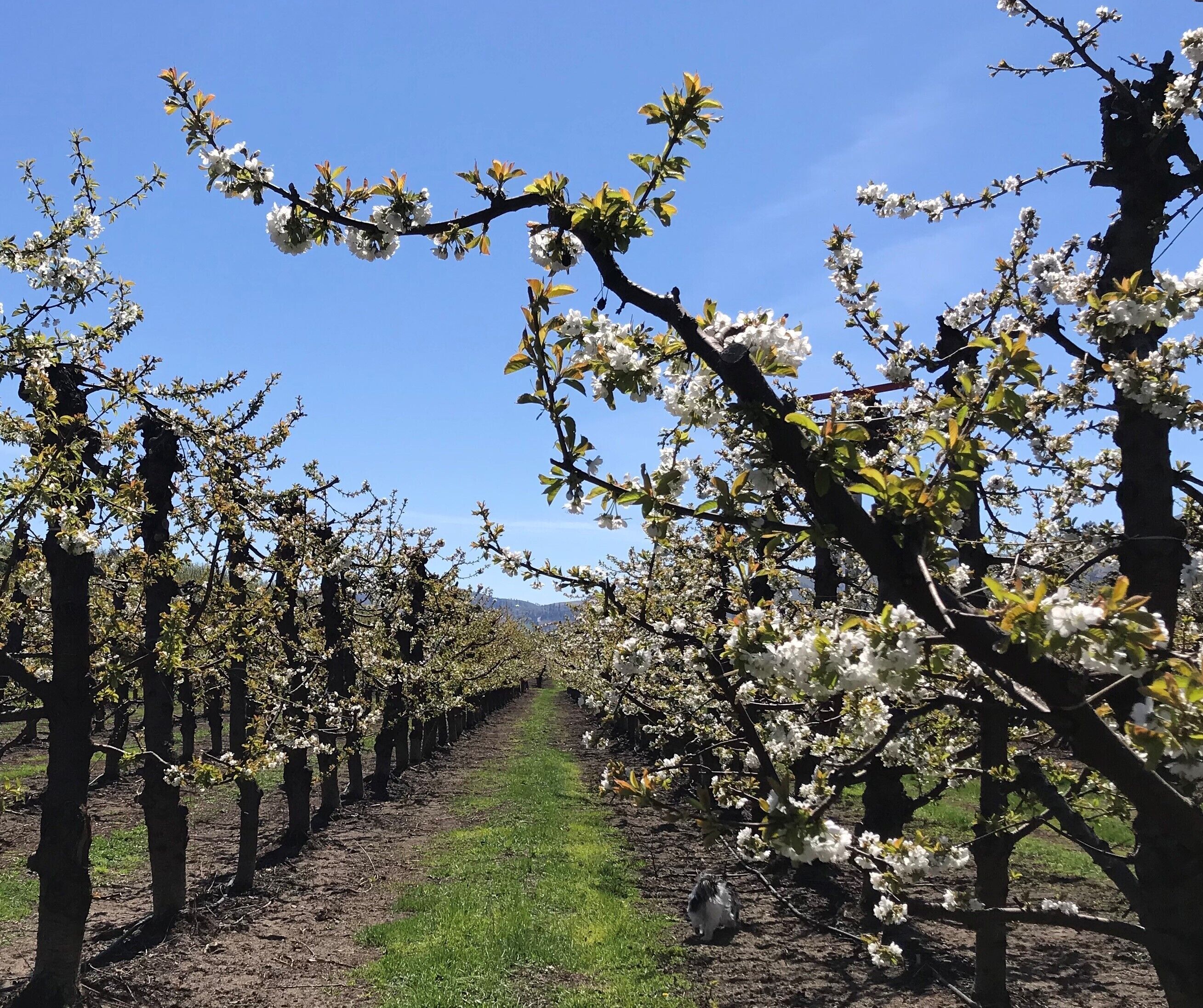 Un vignoble avec des rangées d’arbres couverts de fleurs blanches, un ciel dégagé et un chemin de terre.