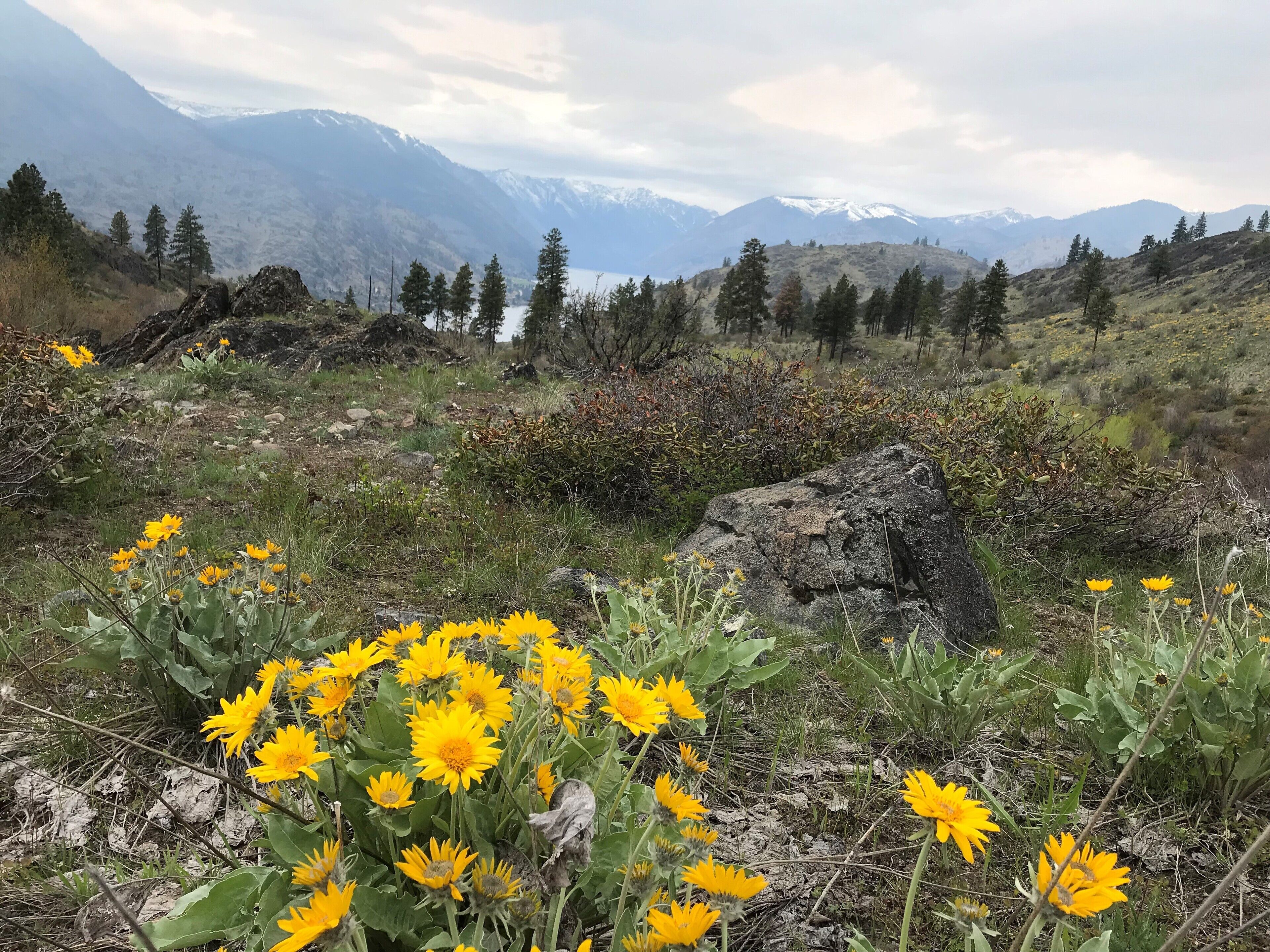 Un paysage montagneux, avec des fleurs sauvages jaunes au premier plan et des montagnes enneigées en arrière-plan.
