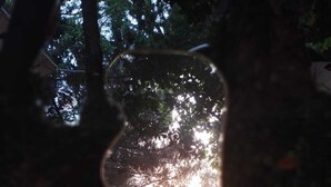 Une fenêtre en verre dans laquelle se reflètent un arbre et un bâtiment.