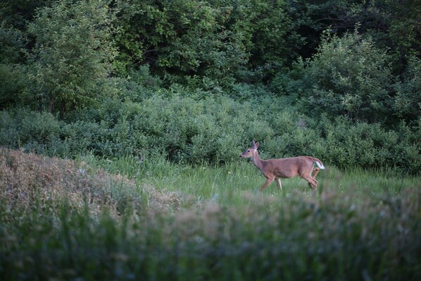 A deer in a grassy field with dense trees in the background.