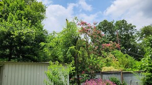 Un jardín con diversas plantas y flores, un árbol pequeño y un muro de piedra.