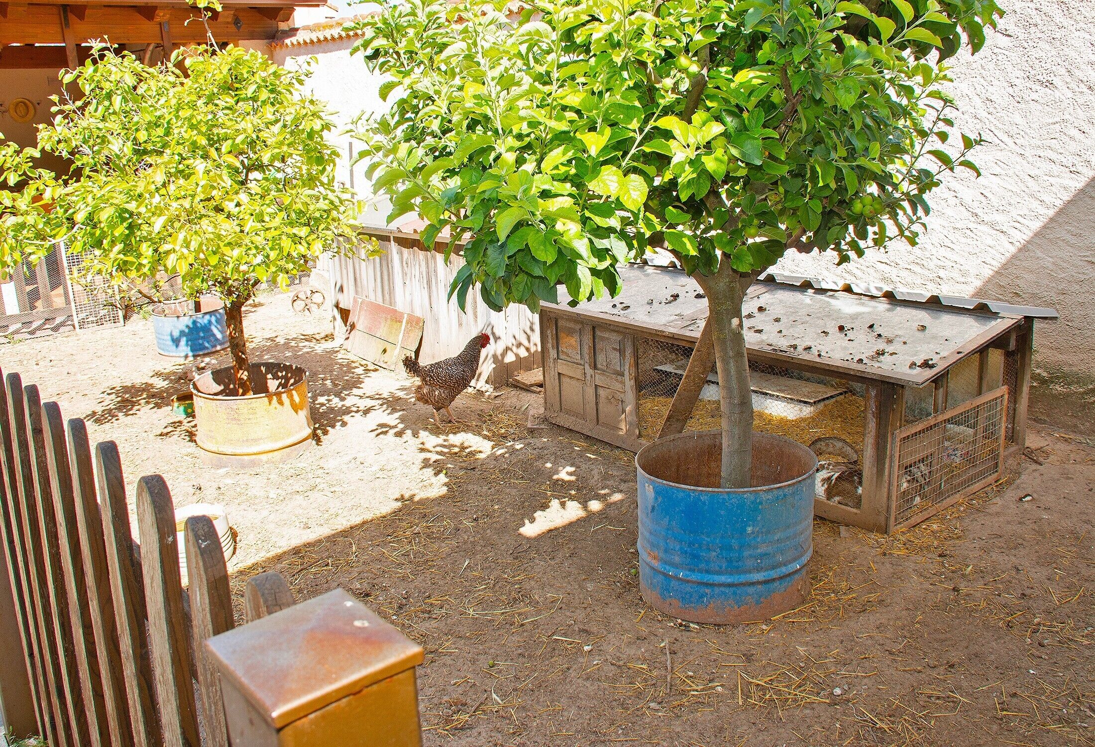 A fenced outdoor area with a tree, a chicken coop, and a blue barrel.
