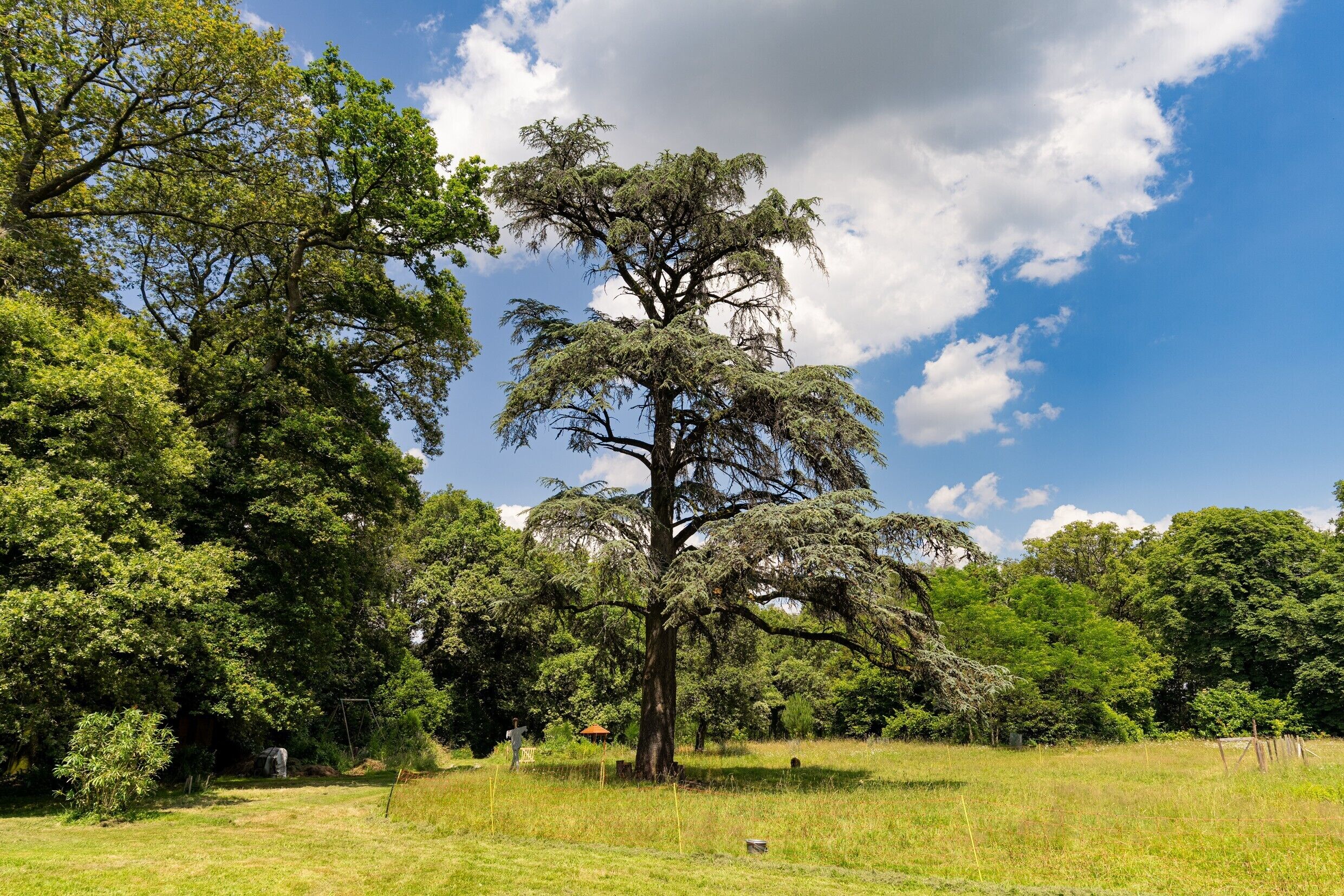 A large tree in a grassy field with a clear sky.
