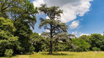 A large tree in a grassy field with a clear sky.