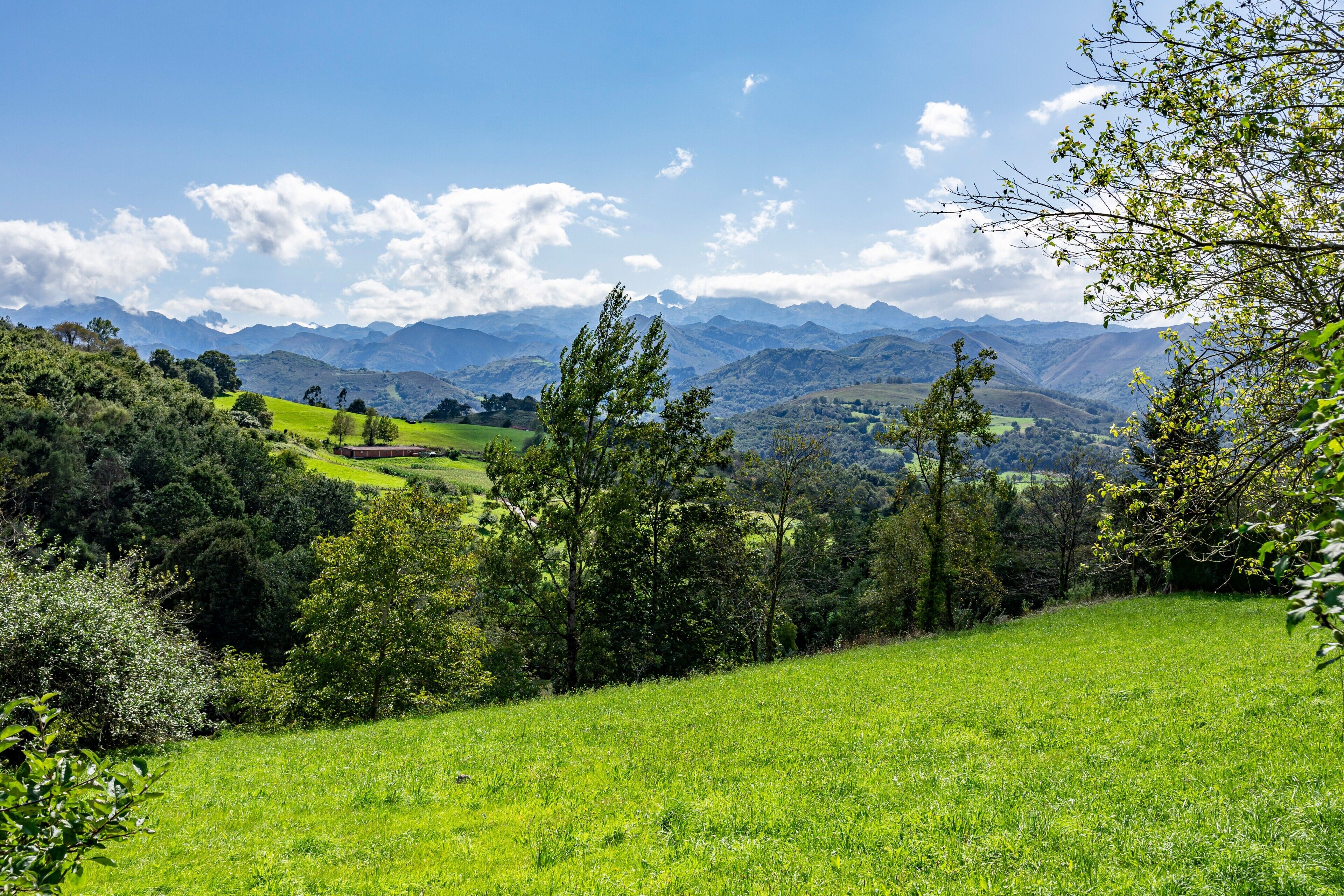 Een weelderig groen veld met bomen en verre bergen onder een heldere lucht.