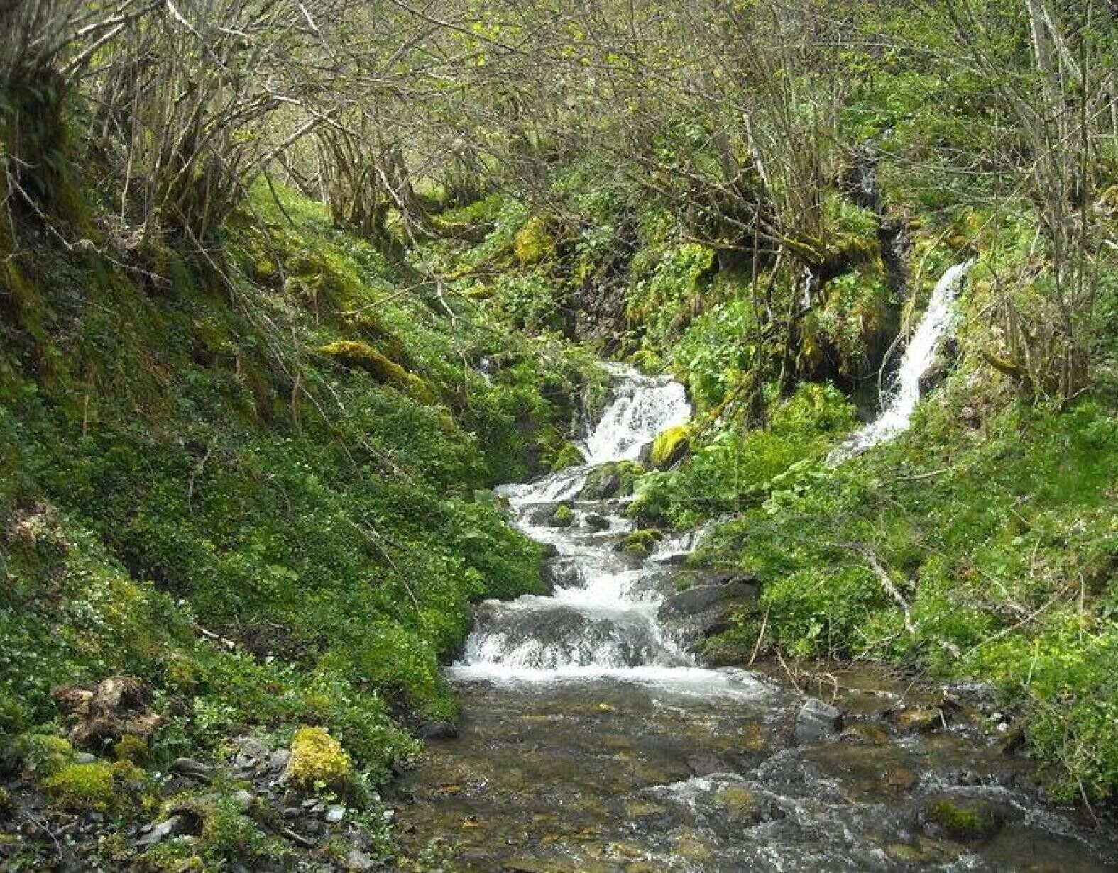 Una cascada natural en un área boscosa con abundante vegetación y terreno rocoso.