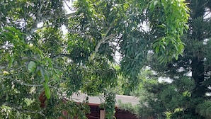 Une cabane en bois dotée d’un balcon, entourée d’une végétation luxuriante et d’un jardin bien entretenu.