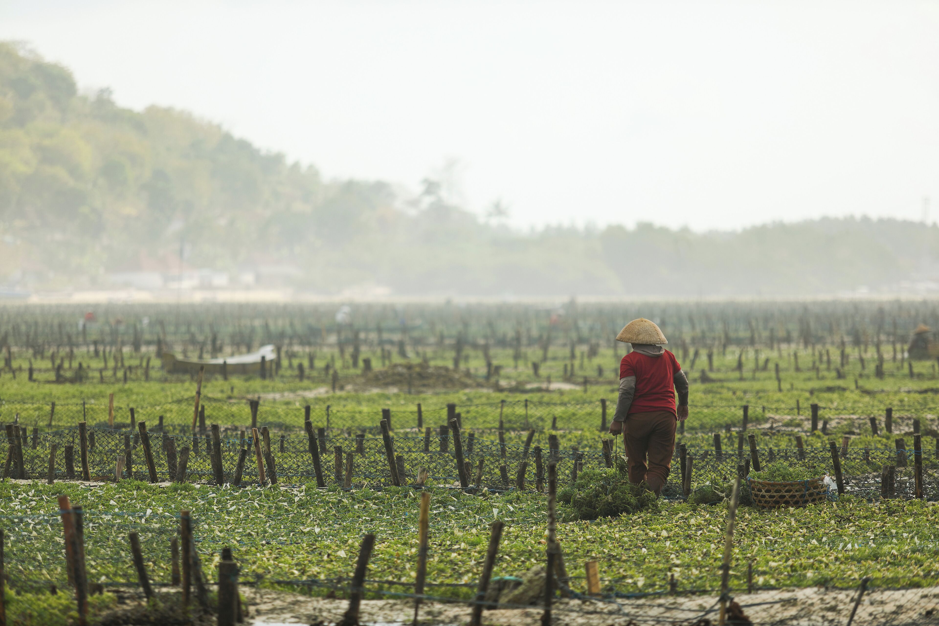 A person walking through a field with rows of crops and a distant tree line.