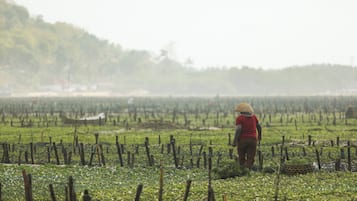 A person walking through a field with rows of crops and a distant tree line.