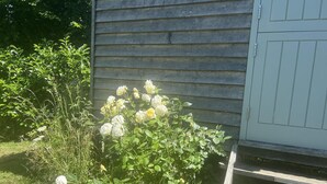 Ein Garten mit weißen Rosen und grünem Laub.