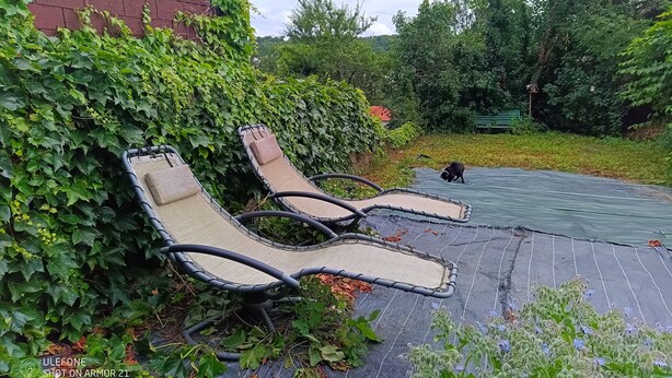 Une terrasse avec deux chaises longues, un mur de briques recouvert de lierre et une clôture verte en arrière-plan.