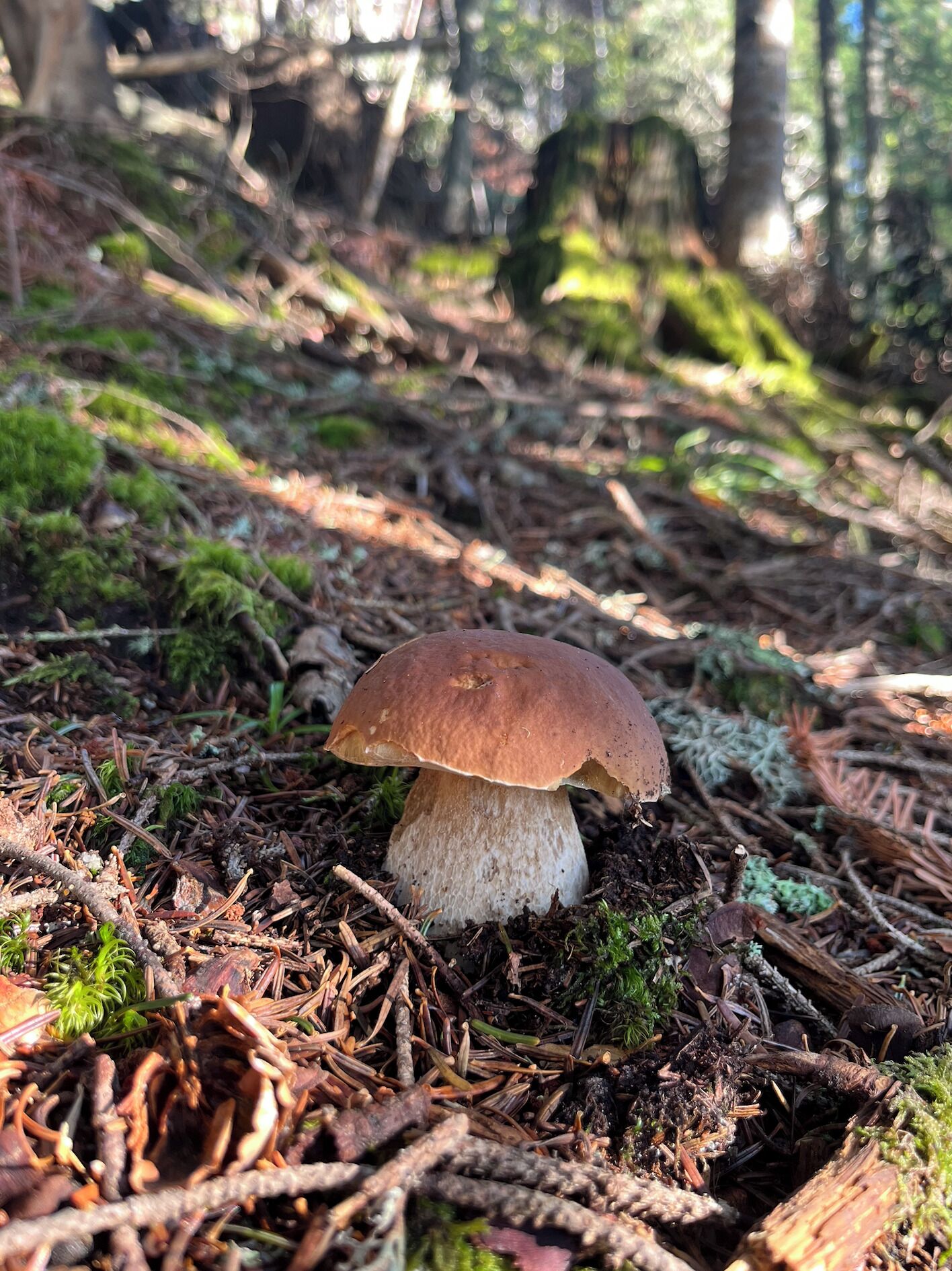 Wandern