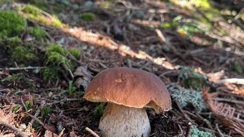Wandern