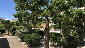 A tree-lined garden with a gravel path, surrounded by various shrubs and a building in the background.