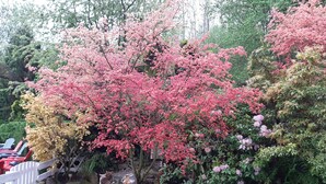 Un jardin agrémenté de divers arbres à fleurs, d’un petit étang et d’une clôture blanche.