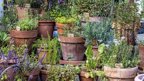 A variety of potted plants in terracotta pots, some labeled with names. - Hotel Gletscherblick (Sankt Leonhard im Pitztal)