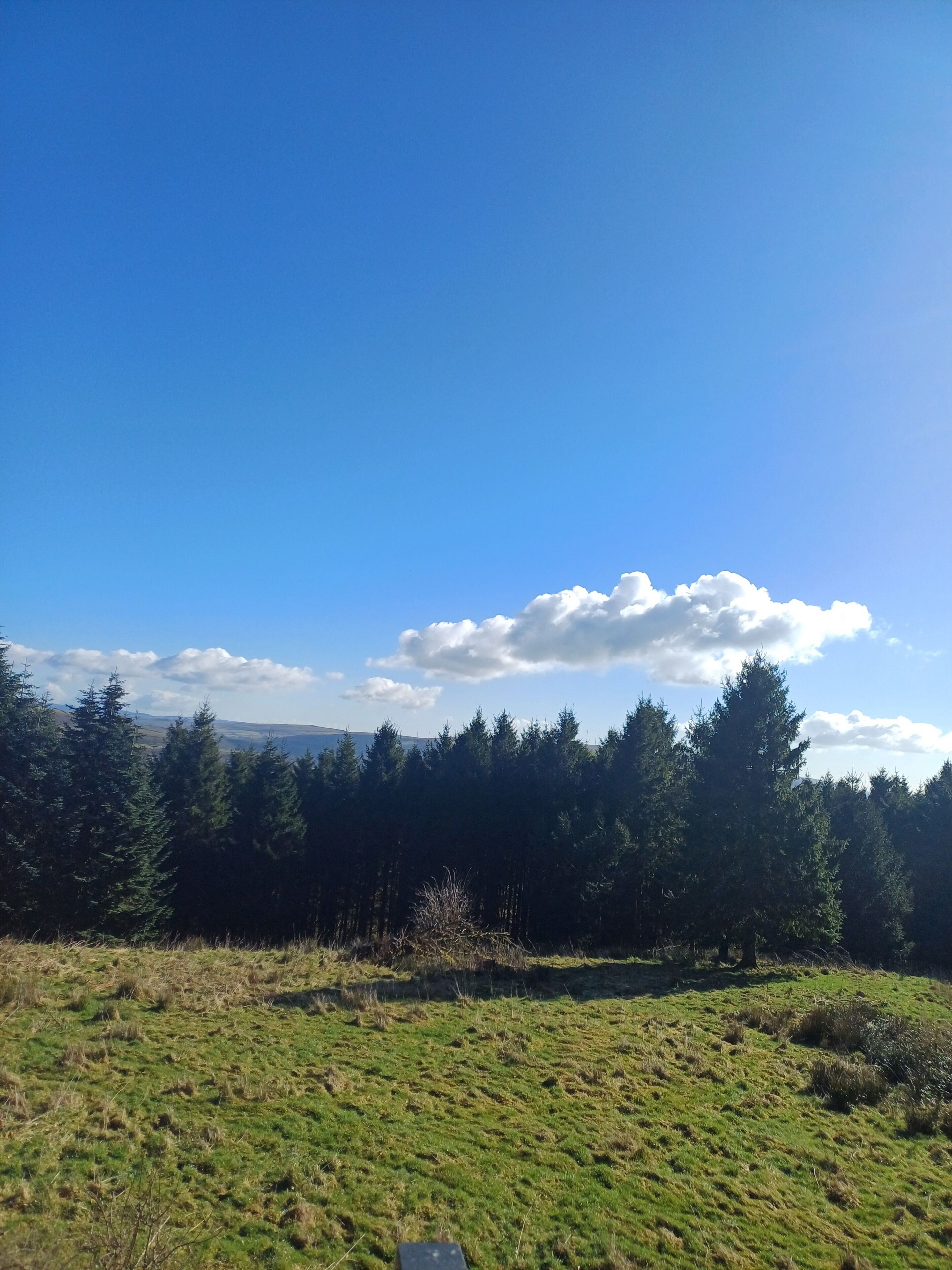 Un champ verdoyant, avec une forêt en arrière-plan et un ciel bleu dégagé.