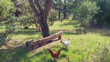 Un espace extérieur verdoyant avec un banc en bois, des arbres et deux poules.
