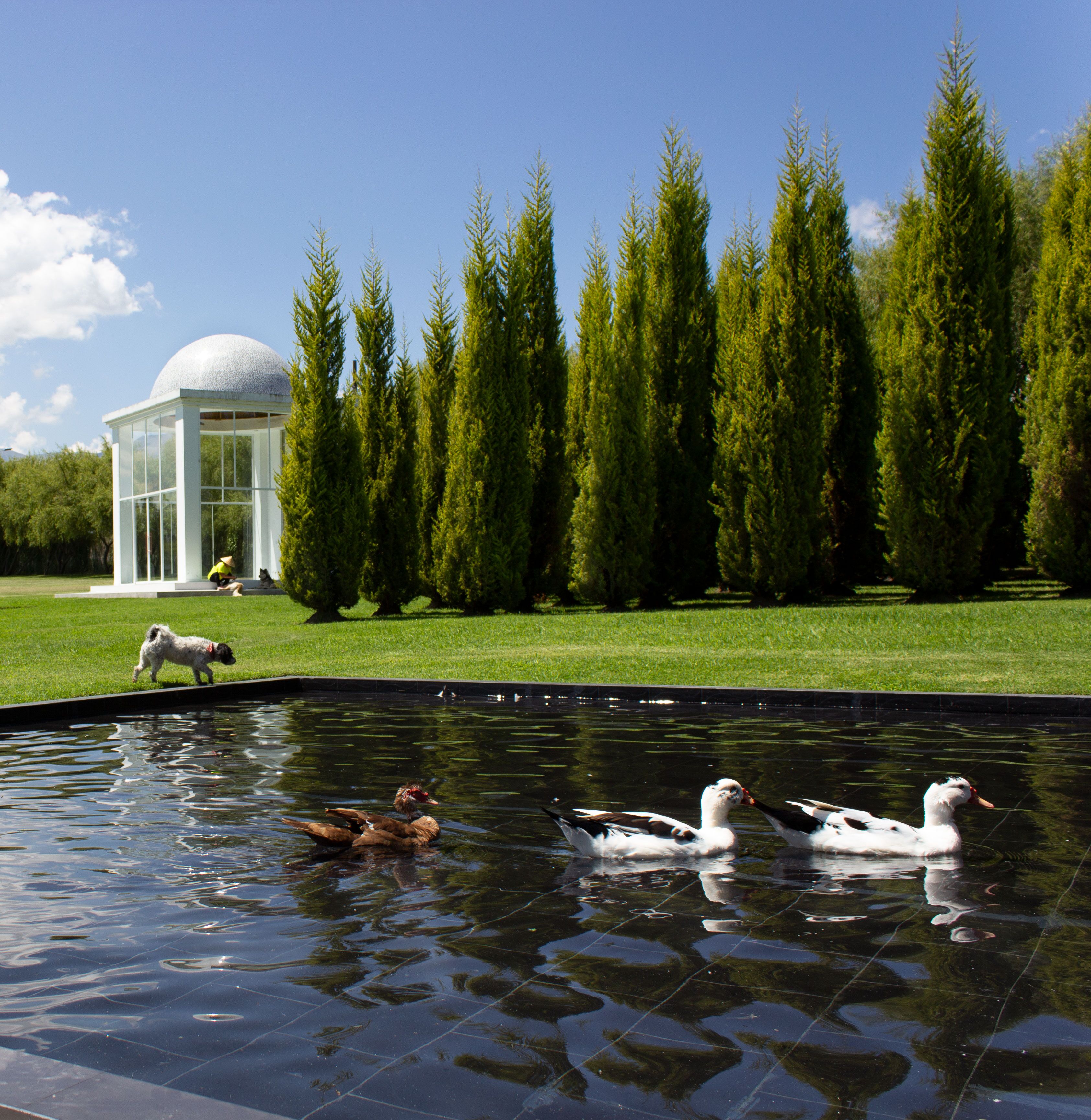 Um lago com patos, um cão e um coreto num parque.