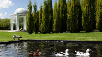 Um lago com patos, um cão e um coreto num parque.