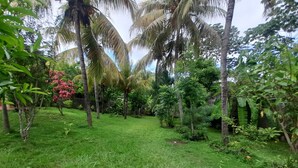 A lush garden with palm trees and various shrubs.