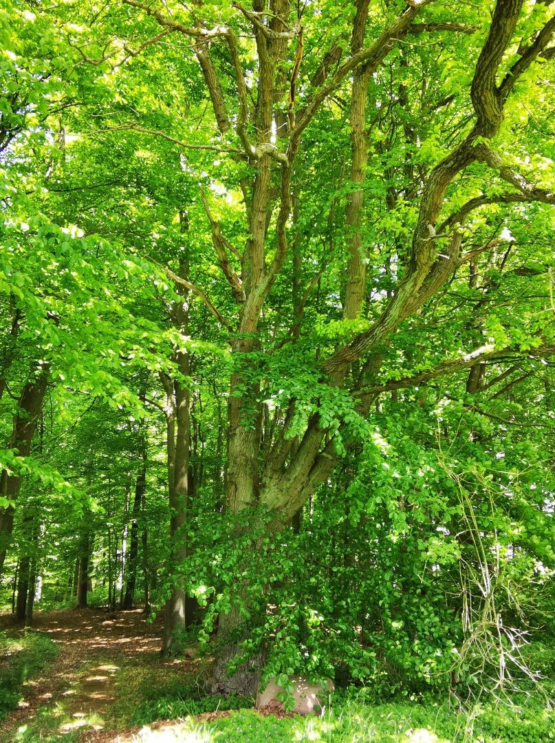 Een dicht bos met hoge bomen en een smal pad.