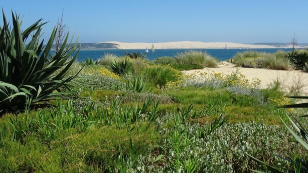 Paesaggio costiero con spiaggia sabbiosa, vegetazione verde e cielo azzurro limpido.