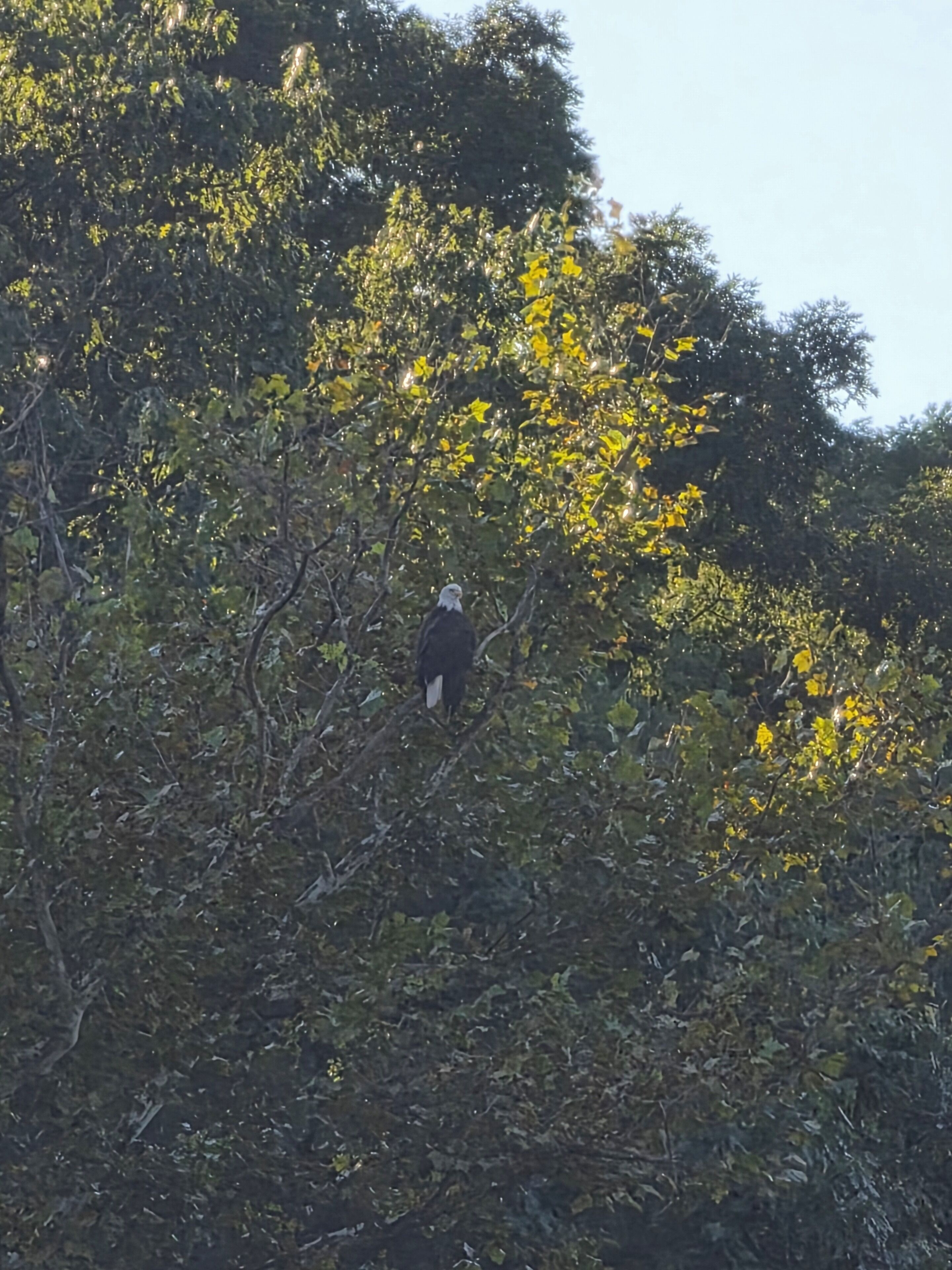 Un pájaro posado en una rama de árbol.