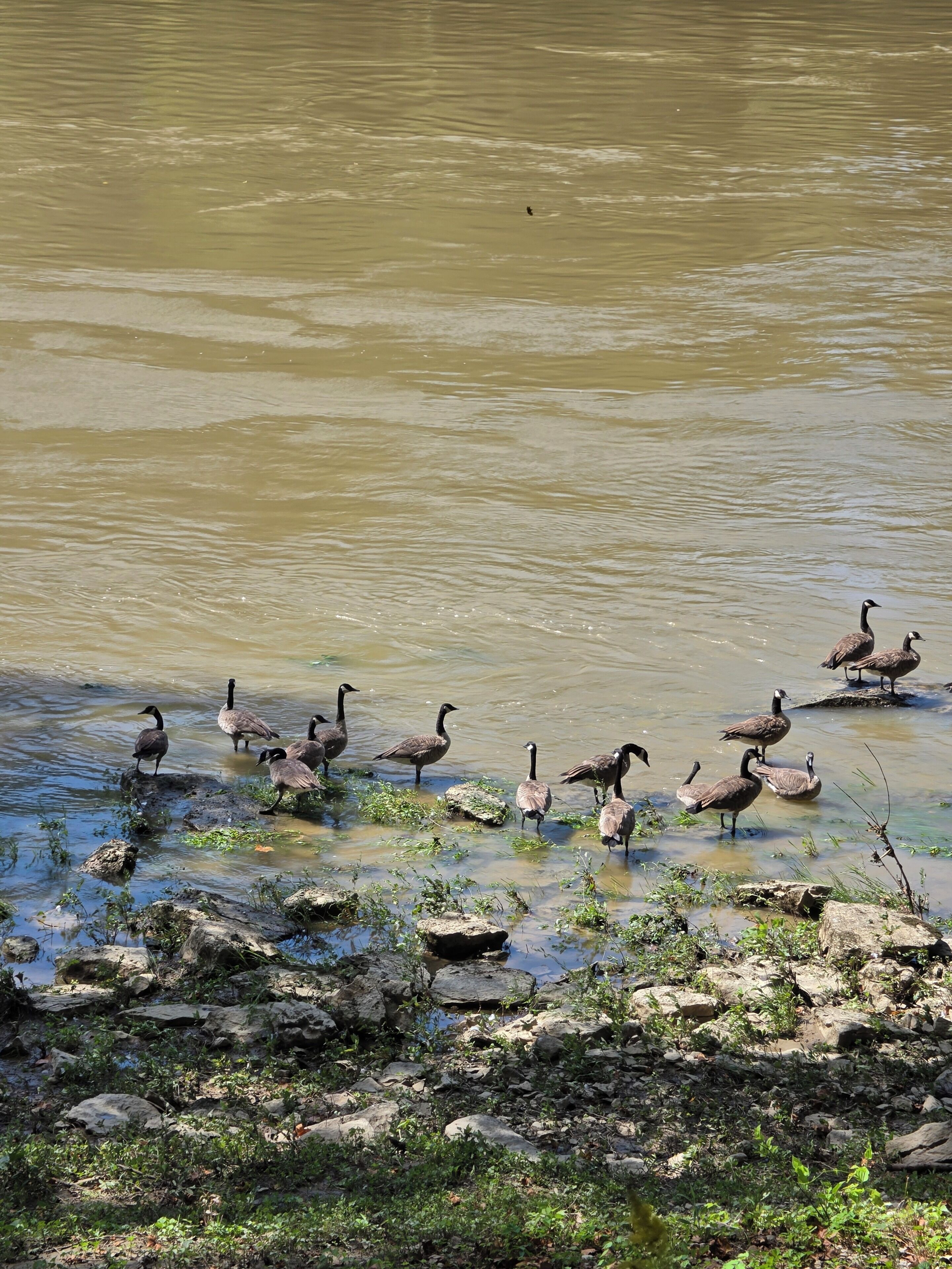 A group of geese near a body of water with rocks and vegetation.