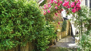 A garden pathway with a brick wall, lush greenery, and flowering plants.