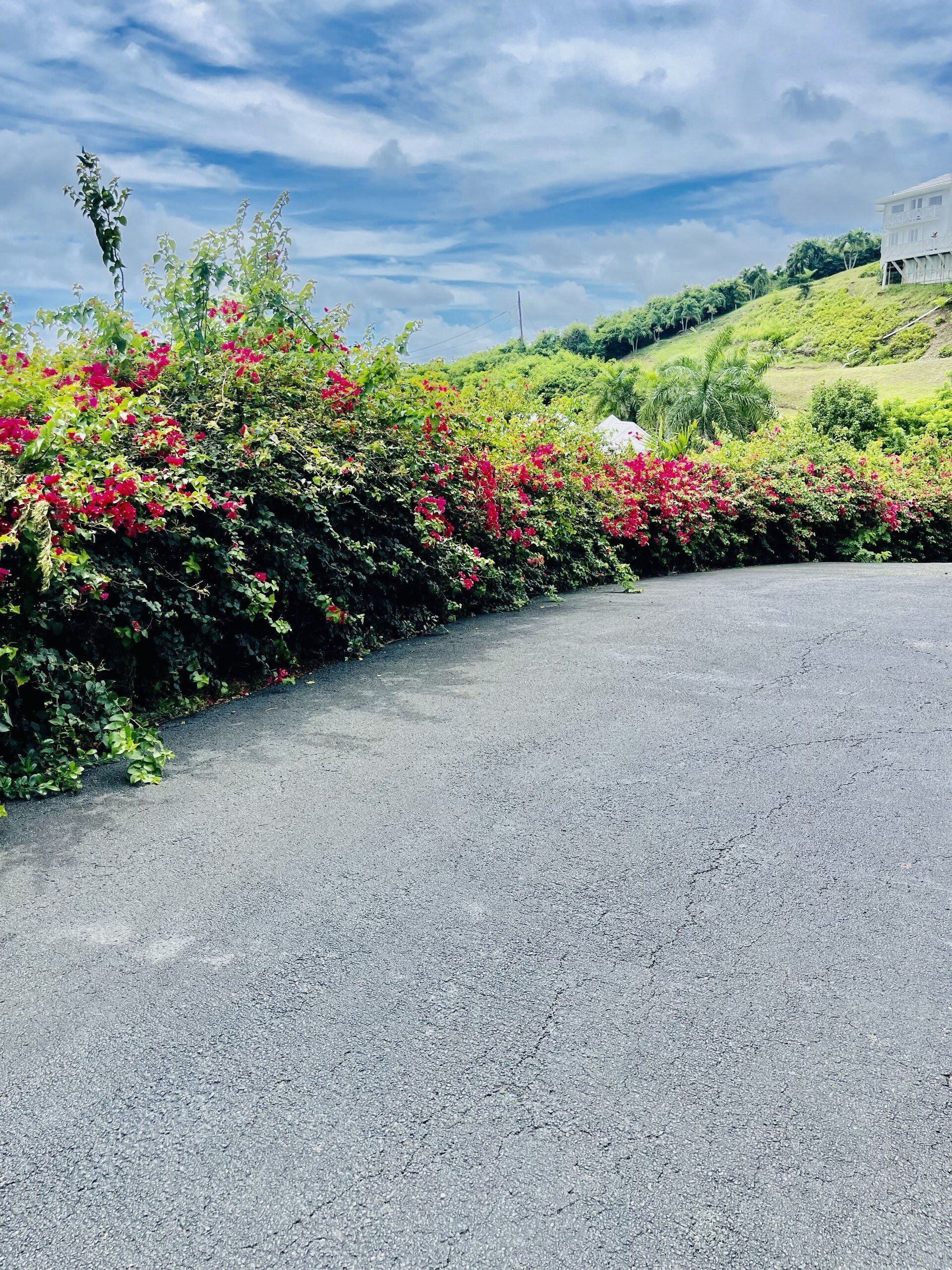 A paved road with dense, flowering bushes on one side.