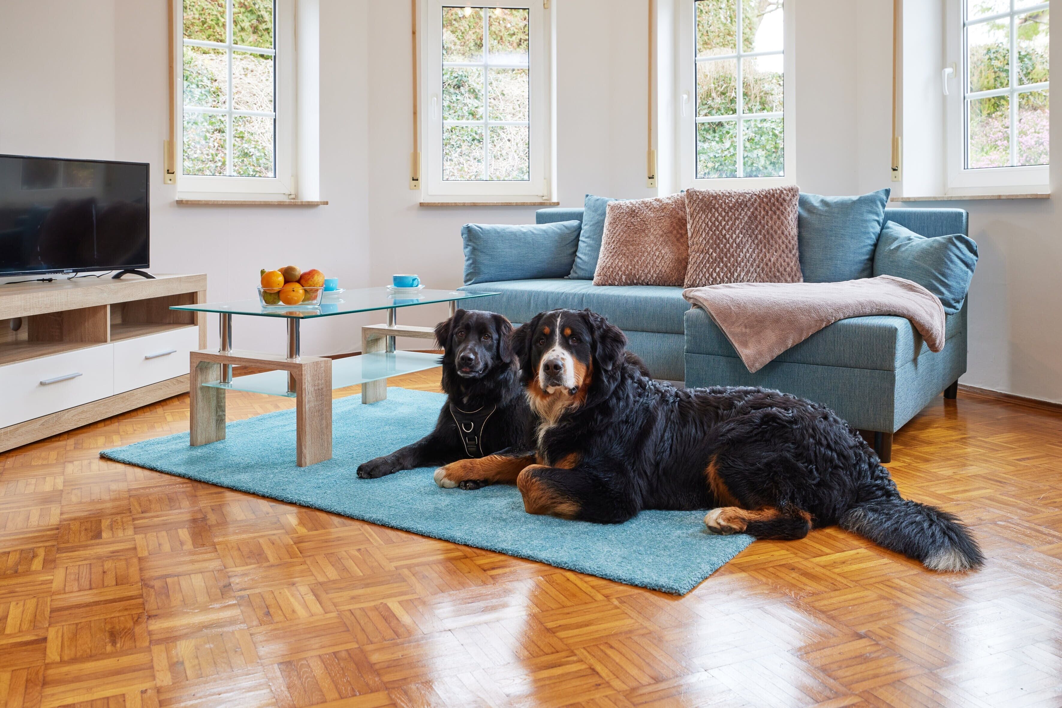 Ein Wohnzimmer mit Holzdielen im Fischgrätmuster, einem Glastisch, einem blauen Sofa und zwei Hunden.