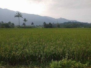 Miscellaneous - Bhuvanam homes1-bedroom house in marvelous Muttil South with WiFi (Muttil South)