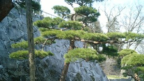 A rock formation with a pine tree in the foreground. - Hotel Pearl City Morioka (Morioka)