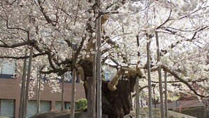 A large rock formation with a tree and a statue of a bull's head. - Hotel Pearl City Morioka (Morioka)
