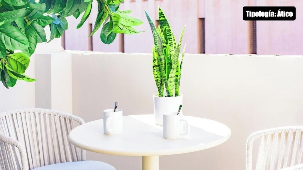 A round table with two white mugs and a potted plant with striped leaves.