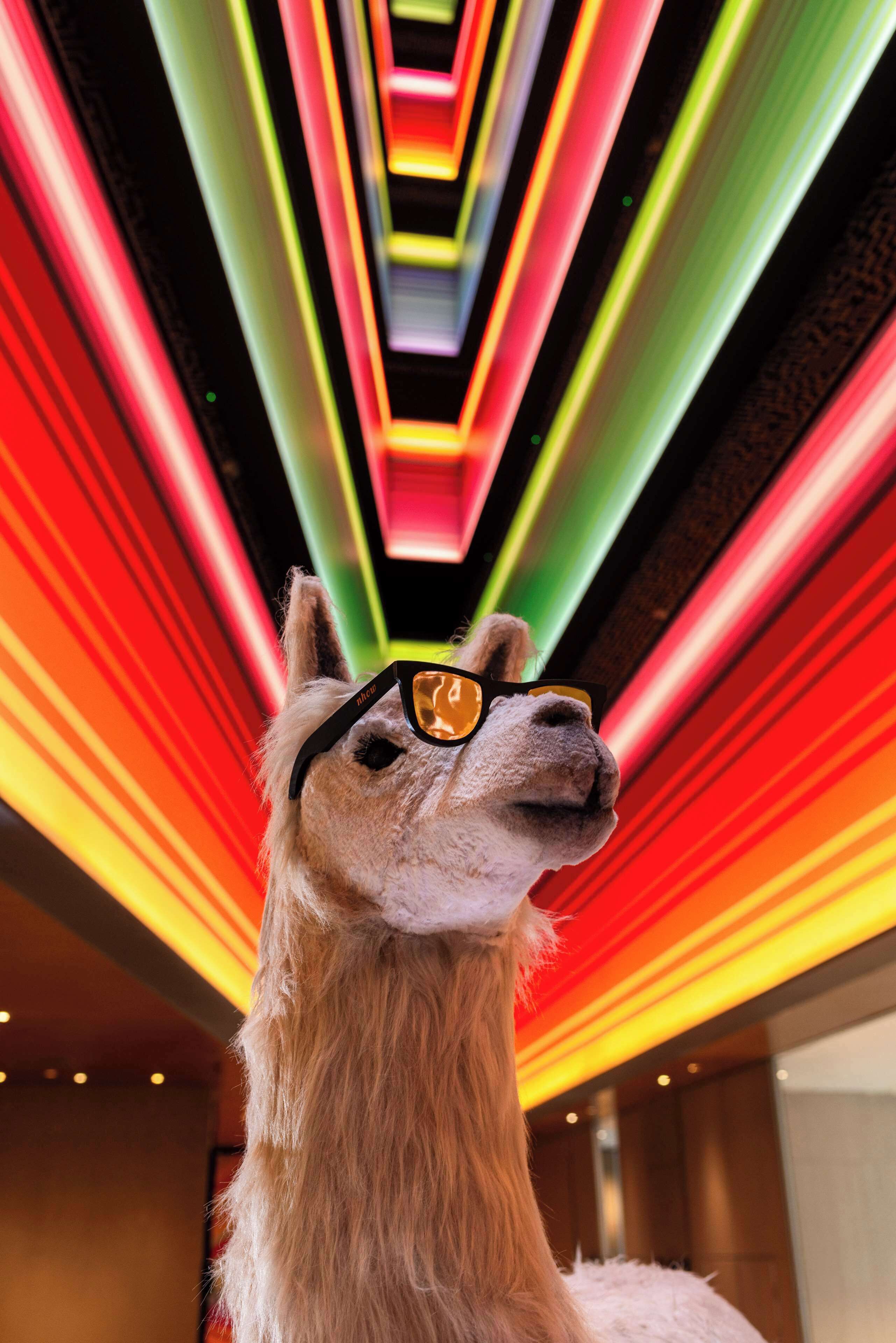A llama with sunglasses in a room with a vibrant, multicolored light installation on the ceiling.