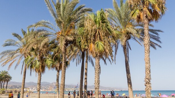 A beach with palm trees and people. - La Maison del Mar: 1º4 Deluxe Room with Terrace/Bathroom near the Beach (Málaga)