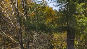 A wooden sauna structure labeled "SAUNA" in a forested area with a wooden walkway leading to it. - The Bend: Meadow Suite • Pool • Sauna • Fire Pits (Phoenicia)