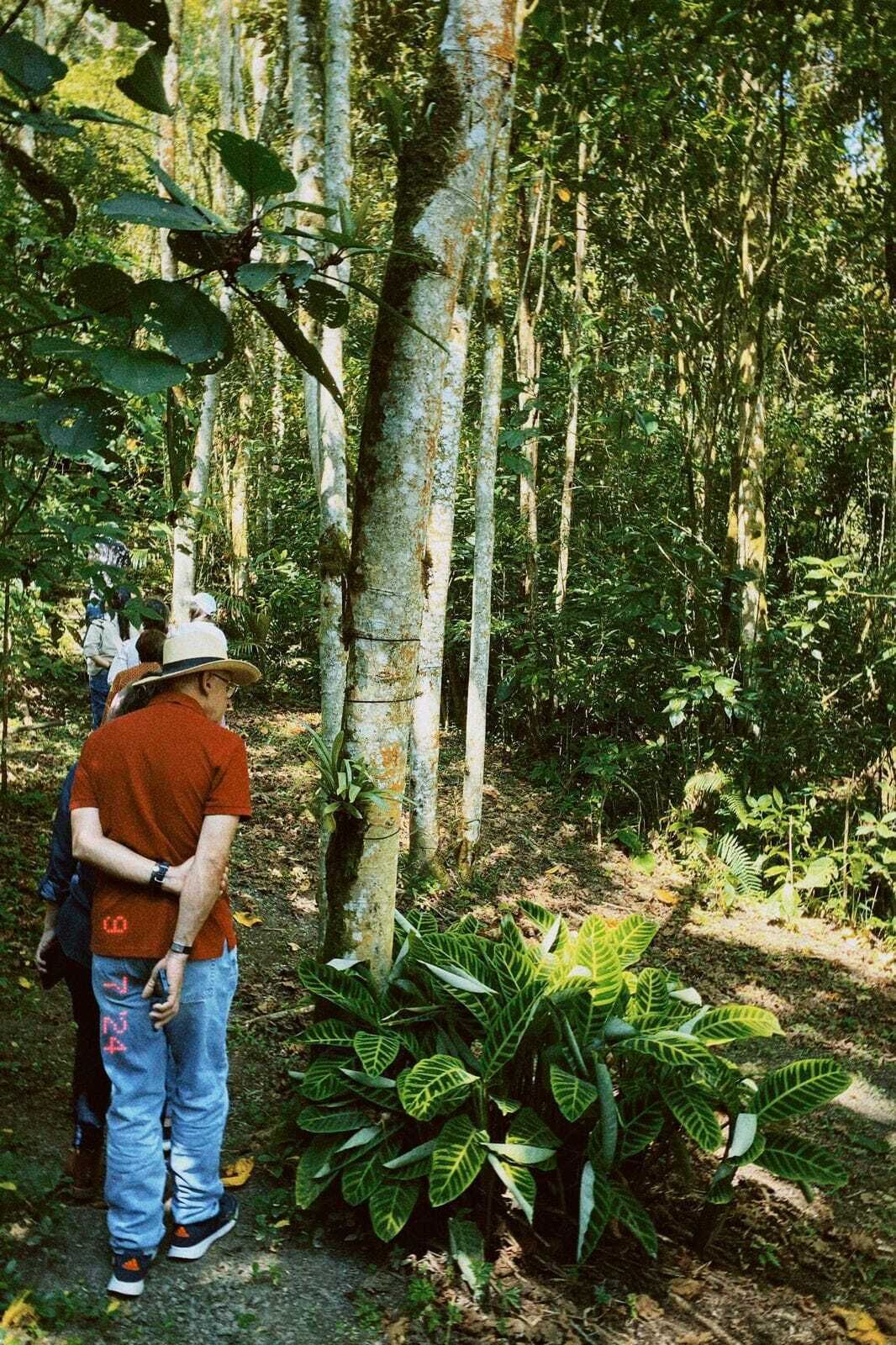 Un gruppo di persone cammina attraverso una zona boschiva con alberi alti e piante verdi rigogliose.