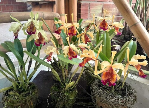 Bosques de la pradera