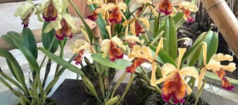 Bosques de la pradera