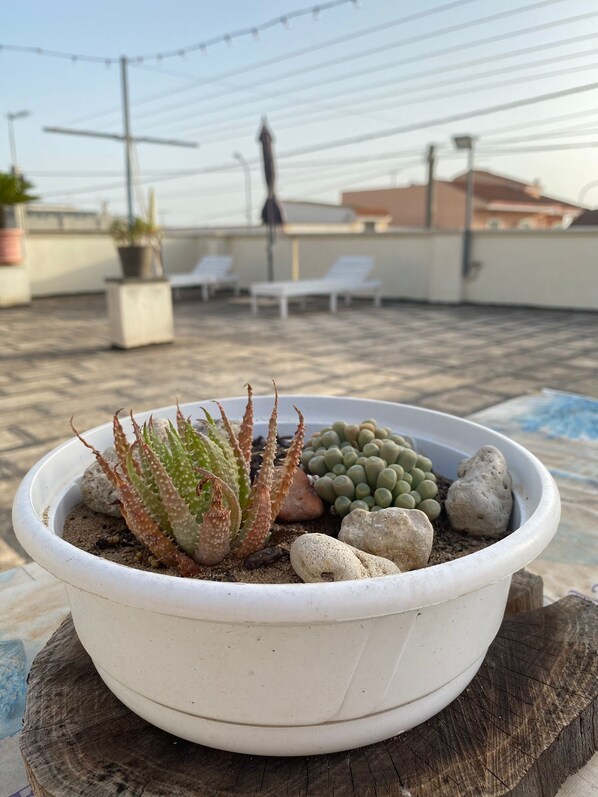 Une plante succulente en pot, posée sur une surface en bois, avec une terrasse carrelée en arrière-plan.