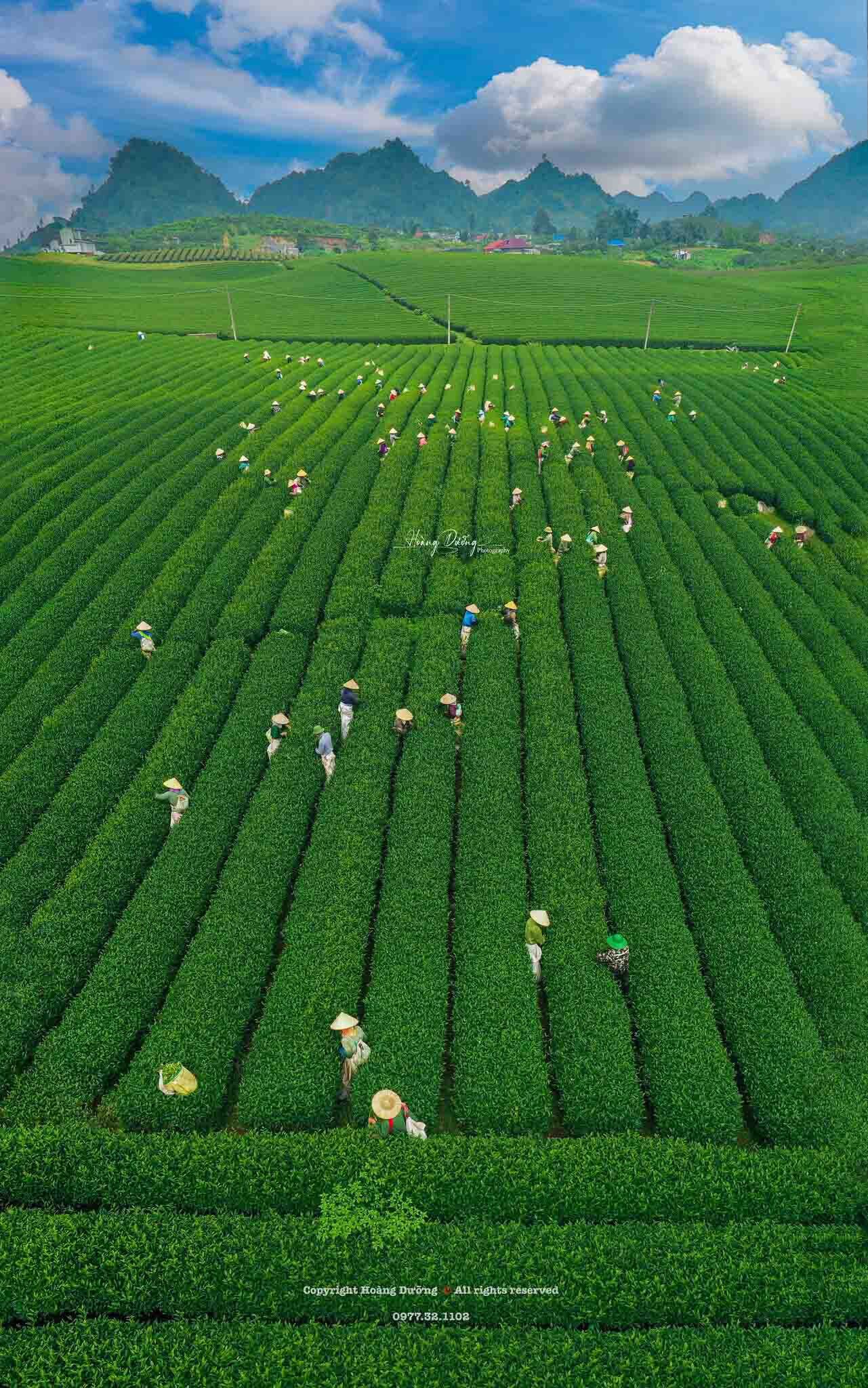 Une vaste plantation de thé, avec de longues rangées de plants de thé verdoyants.