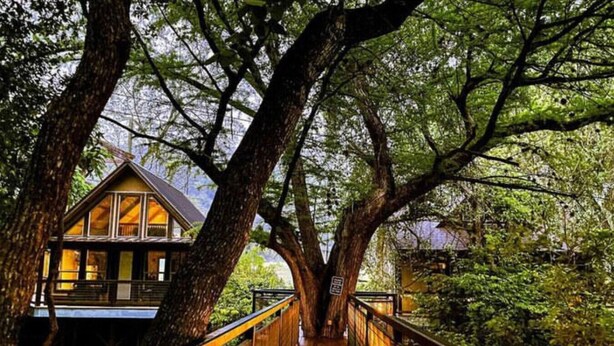 A wooden bridge leading to a lodge surrounded by large trees.