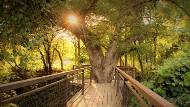 A wooden bridge with a metal railing, surrounded by trees and greenery. - Treehouse 3 - Mourning Dove Haus by Best Texas Travel (New Braunfels)