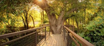 Treehouse 6 - Birdseye Perch