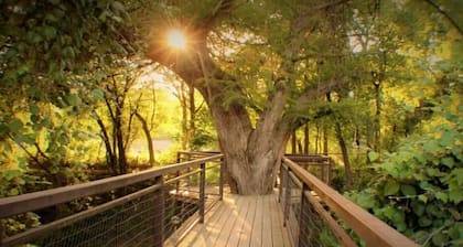Treehouse 6 - Birdseye Perch