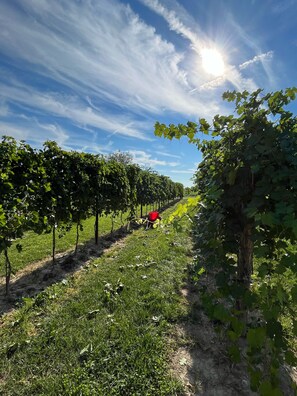 Vineyard - Agriturismo Casale ai Prati (Latisana)
