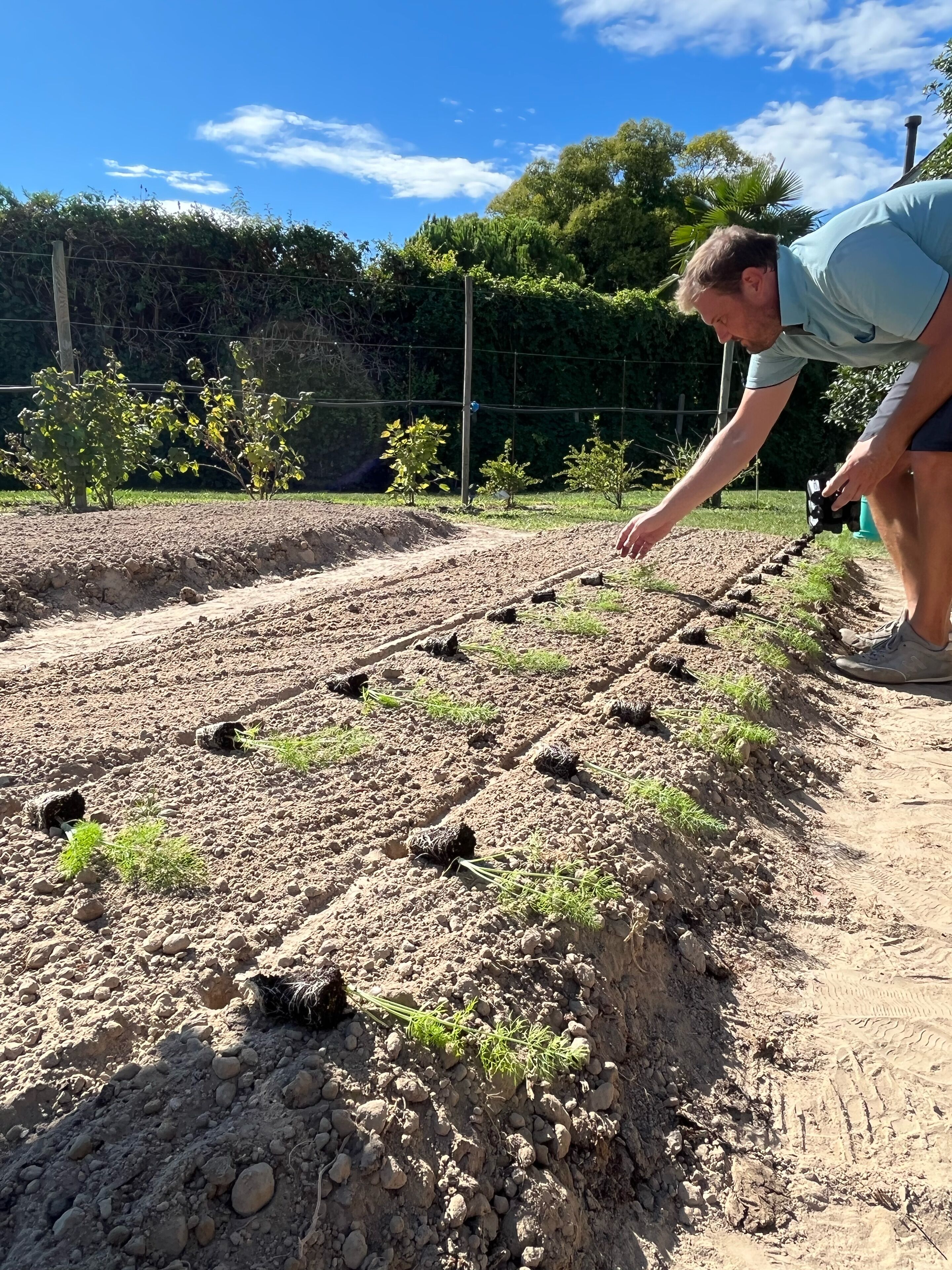 Une personne prend des photos dans un jardin où l’on voit des rangées de plantes et, au fond, une clôture.